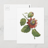 Redouté著情熱の花(Passifloraのalata) ポストカード (正面/裏面)