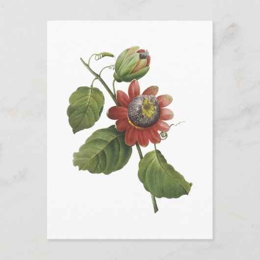 Redouté著情熱の花(Passifloraのalata) ポストカード (正面)