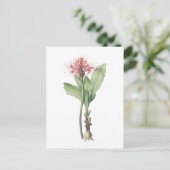 Redouté著火球ユリ(Haemanthusのmultiflorus) ポストカード (スタンド正面)