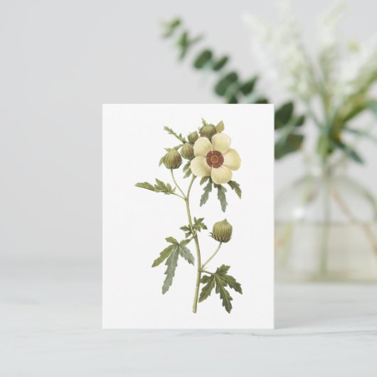 Redouté著花の時間(ハイビスカスのtrionum) ポストカード (スタンド正面)