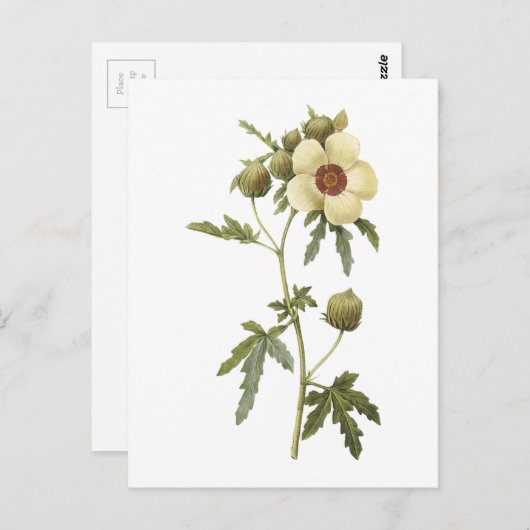 Redouté著花の時間(ハイビスカスのtrionum) ポストカード (正面/裏面)