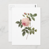 Redouté著茶バラ(インドローザ) ポストカード (正面/裏面)