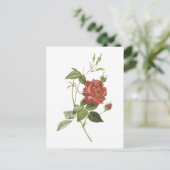 Redouté著茶バラ(ローザのインドのcruenta) ポストカード (スタンド正面)