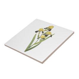 Redouté著茶色開花したアイリス(アイリスsqualens) タイル