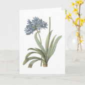 Redouté著青いアフリカユリ(アガパンサス属) カード (黄色い花)