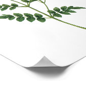 Redoute著jasminum grandiflorum ポスター (角)