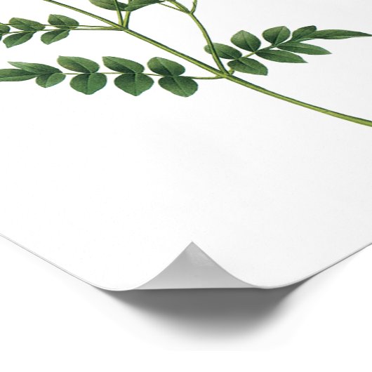 Redoute著jasminum grandiflorum ポスター (角)