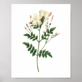 Redoute著jasminum grandiflorum ポスター