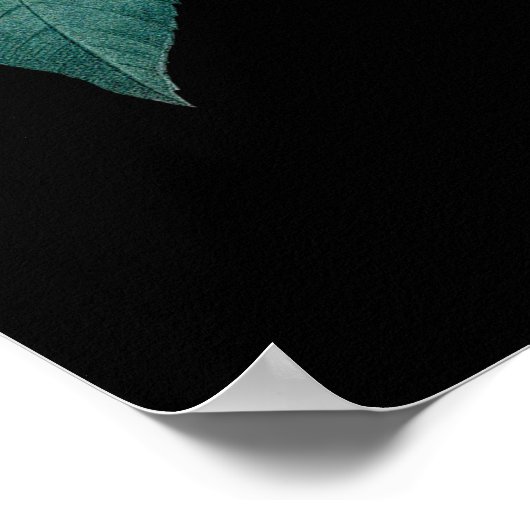 Redoute黒背景ポストの英語のピンクのバラ ポスター (角)