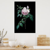 Redoute黒背景ポストの英語のピンクのバラ ポスター (キッチン)