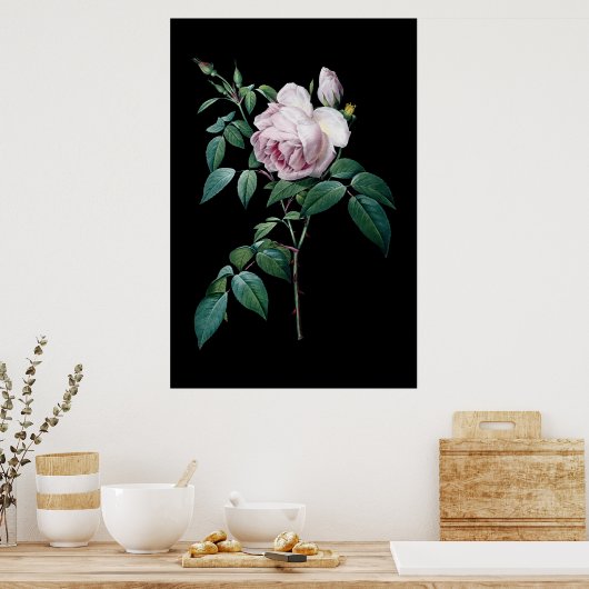 Redoute黒背景ポストの英語のピンクのバラ ポスター (キッチン)