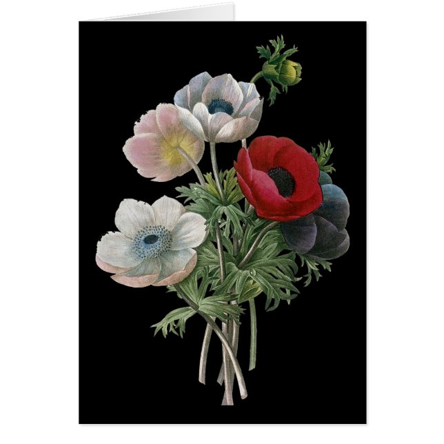 Redoute: Anemone, 1833 (正面)