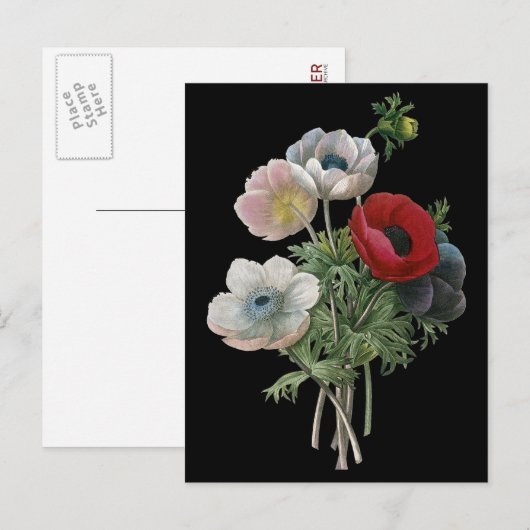 Redoute: Anemone, 1833 ポストカード (正面/裏面)