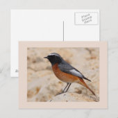 RedStart ポストカード (正面/裏面)