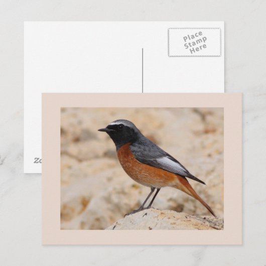 RedStart ポストカード (正面/裏面)