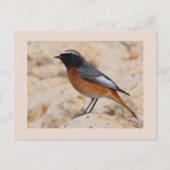 RedStart ポストカード (正面)