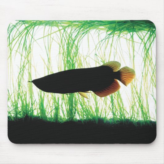 Redtail Golden Arowana マウスパッド (正面)