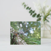 Reduviid on Spruceはがき ポストカード (スタンド正面)