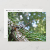 Reduviid on Spruceはがき ポストカード (正面/裏面)