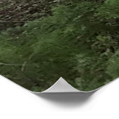 Redwood Forest ポスター (角)