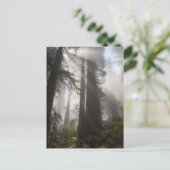 Redwood National Park California ポストカード (スタンド正面)