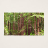 Redwood Trees at Muir Woods National Monument (裏面)