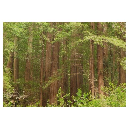 Redwood Trees at Muir Woods National Monument ウッドポスター (正面)