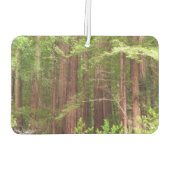 Redwood Trees at Muir Woods National Monument カーエアーフレッシュナー (裏面)