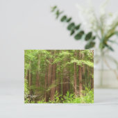 Redwood Trees at Muir Woods National Monument カード (スタンド正面)