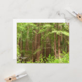 Redwood Trees at Muir Woods National Monument カード (正面/裏面インサイチュ)