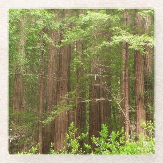 Redwood Trees at Muir Woods National Monument ガラスコースター (正面)