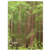 Redwood Trees at Muir Woods National Monument クリップボード (裏面)