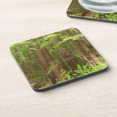 Redwood Trees at Muir Woods National Monument コースター (左側)