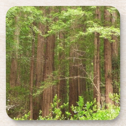 Redwood Trees at Muir Woods National Monument コースター (正面)