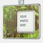 Redwood Trees at Muir Woods National Monument シルバープレートフレームオーナメント (左)