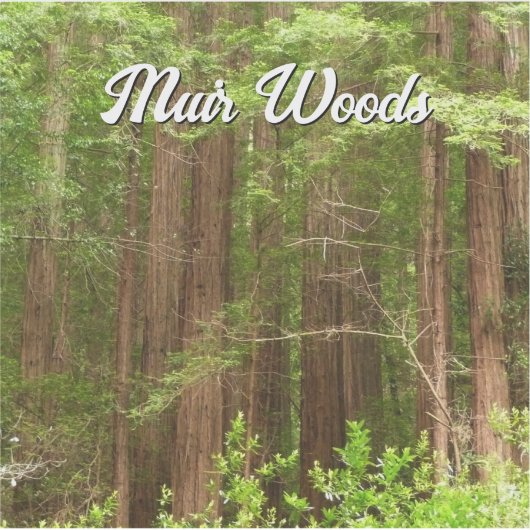 Redwood Trees at Muir Woods National Monument シール (正面)