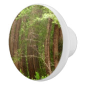 Redwood Trees at Muir Woods National Monument セラミックノブ (右)