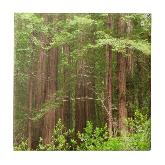Redwood Trees at Muir Woods National Monument タイル (正面)