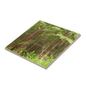 Redwood Trees at Muir Woods National Monument タイル (側面)