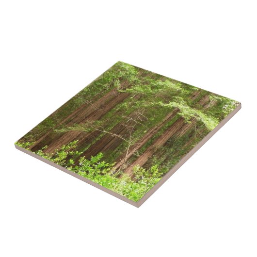 Redwood Trees at Muir Woods National Monument タイル (側面)