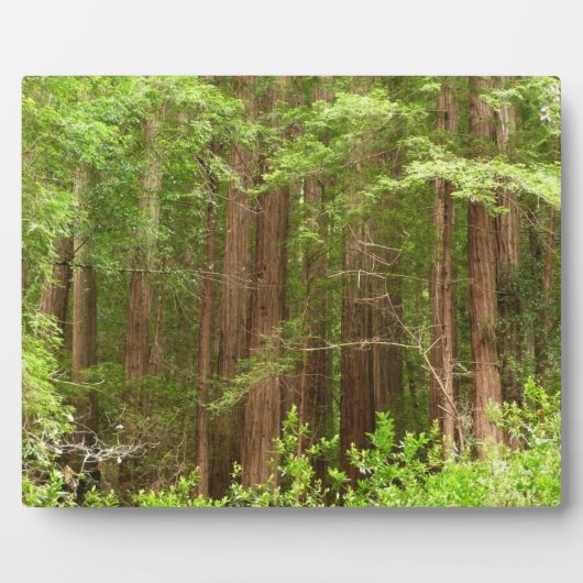 Redwood Trees at Muir Woods National Monument フォトプラーク (正面)