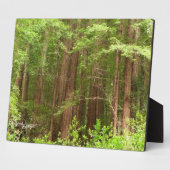 Redwood Trees at Muir Woods National Monument フォトプラーク (側面)