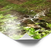 Redwood Trees at Muir Woods National Monument フォトプリント (角)