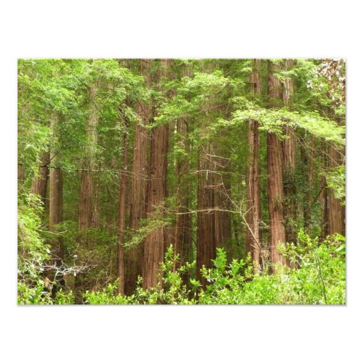 Redwood Trees at Muir Woods National Monument フォトプリント (正面)