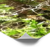 Redwood Trees at Muir Woods National Monument ポスター (角)