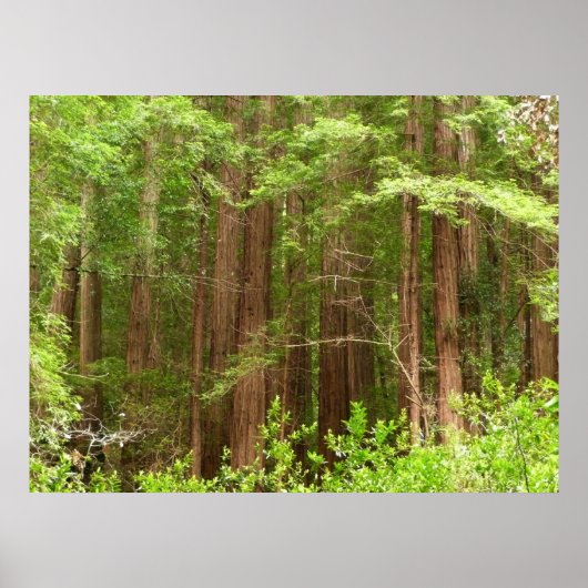 Redwood Trees at Muir Woods National Monument ポスター (正面)