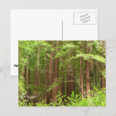 Redwood Trees at Muir Woods National Monument ポストカード (正面/裏面)