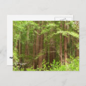 Redwood Trees at Muir Woods National Monument ポストカード (正面/裏面)