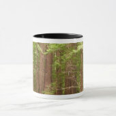 Redwood Trees at Muir Woods National Monument マグカップ (中央)