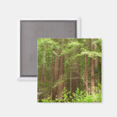 Redwood Trees at Muir Woods National Monument マグネット (正面/裏面)